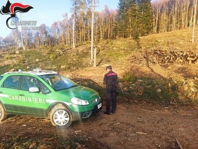 Nucleo Carabinieri Forestale di Longobardi: Violazione ambientali e combustione di rifiuti. Scattano le denunce 